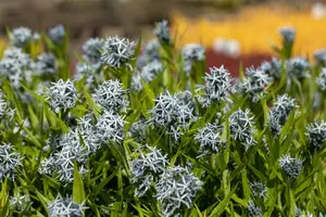 Amsonia tabernaemontana P9 - afbeelding 4