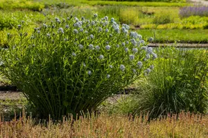 Amsonia tabernaemontana P9 - afbeelding 5