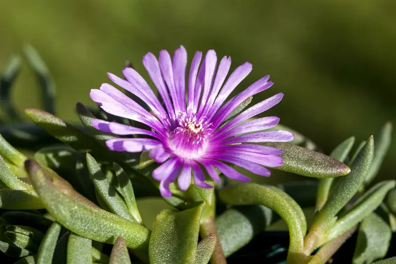 delosperma cooperi 'table mountain' P9
