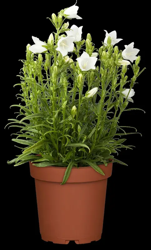 campanula pers. 'takion white' P9
