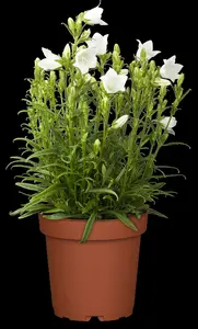 campanula pers. 'takion white' P9