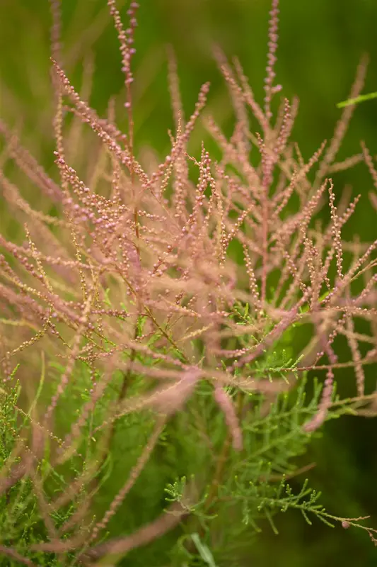 ramosissima