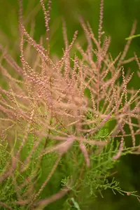 ramosissima