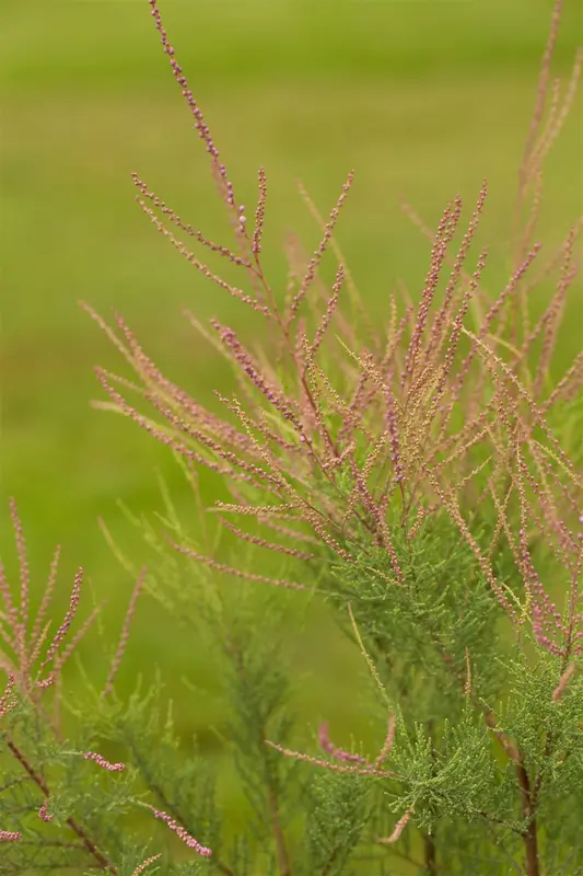 Pink Cascade - afbeelding 2