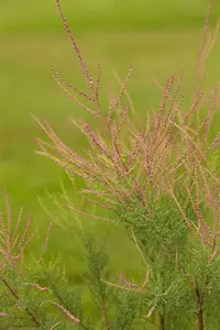 Pink Cascade - afbeelding 2