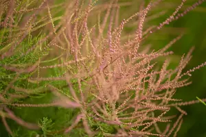 Pink Cascade - afbeelding 3
