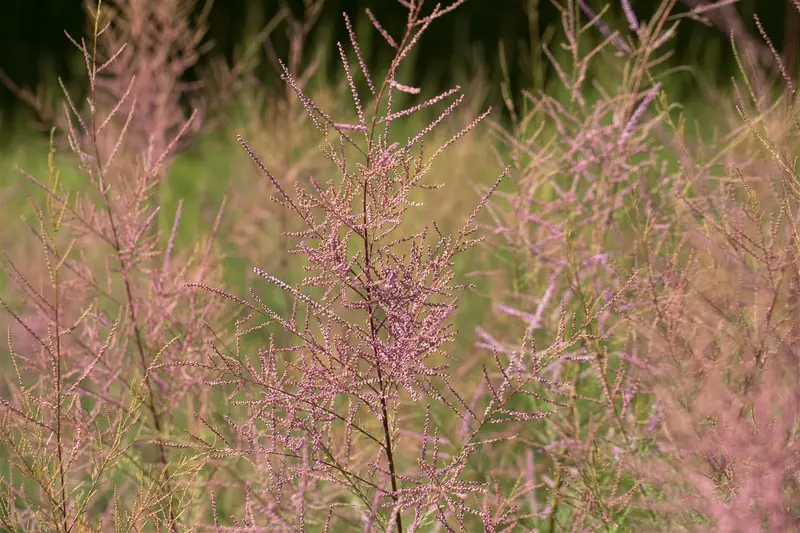 Pink Cascade - afbeelding 5
