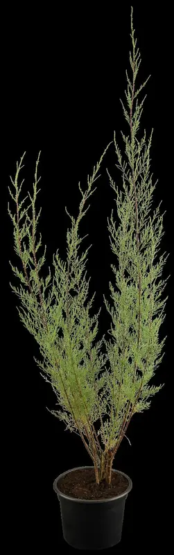 tamarix tetrandra ( africana) (200-250 cm)