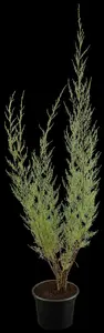 tamarix tetrandra ( africana) (200-250 cm)