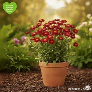 Tanacetum coccineum 'Robinsons Rot' P9