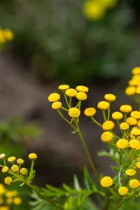 Tanacetum vulg. 'Isla Gold' P9 - afbeelding 2