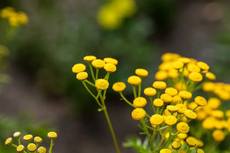Tanacetum vulg. 'Isla Gold' P9 - afbeelding 1