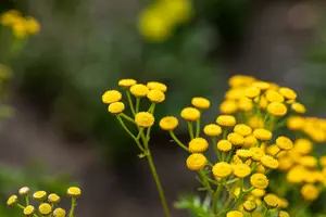 Tanacetum vulg. 'Isla Gold' P9 - afbeelding 1