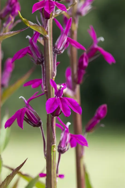 lobelia 'tania' P9