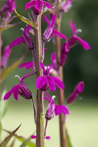 lobelia 'tania' P9