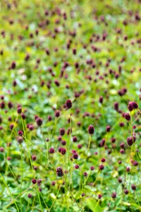 sanguisorba off. 'tanna' P9 - afbeelding 3