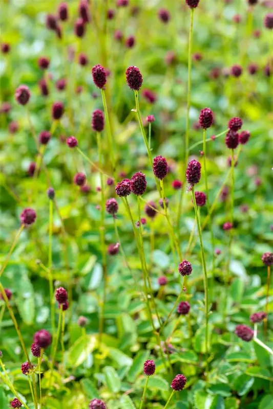 sanguisorba off. 'tanna' P9 - afbeelding 4