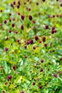 sanguisorba off. 'tanna' P9 - afbeelding 4