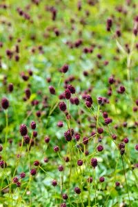 sanguisorba off. 'tanna' P9 - afbeelding 5