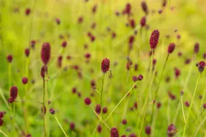 sanguisorba off. 'tanna' P9 - afbeelding 5