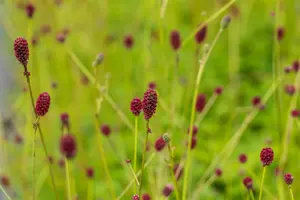 sanguisorba off. 'tanna' P9 - afbeelding 2