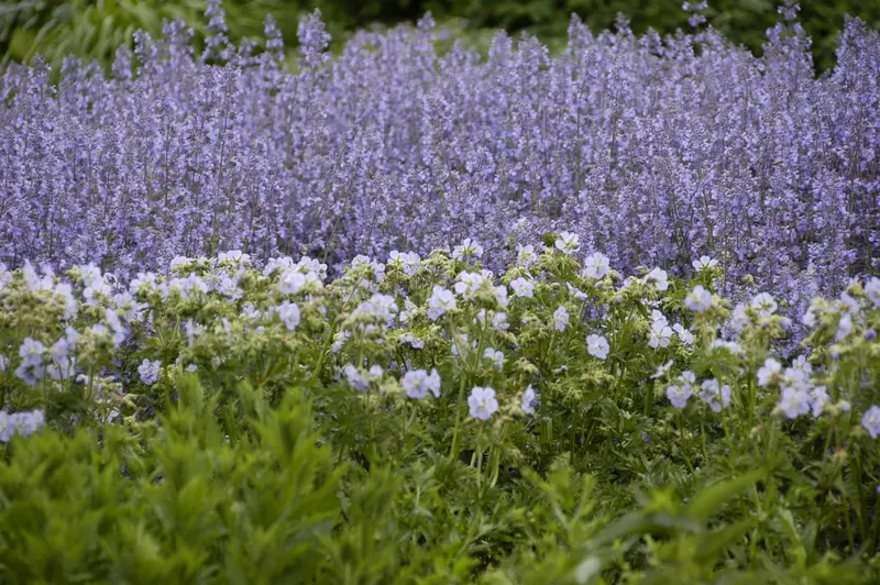 salvia nem. 'tänzerin' P9 - afbeelding 1