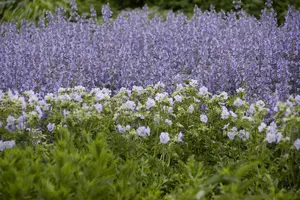 salvia nem. 'tänzerin' P9 - afbeelding 5