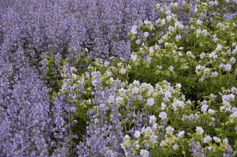 salvia nem. 'tänzerin' P9 - afbeelding 2