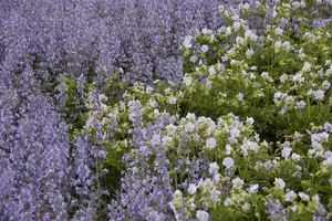 salvia nem. 'tänzerin' P9 - afbeelding 2