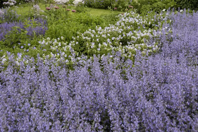 salvia nem. 'tänzerin' P9 - afbeelding 3
