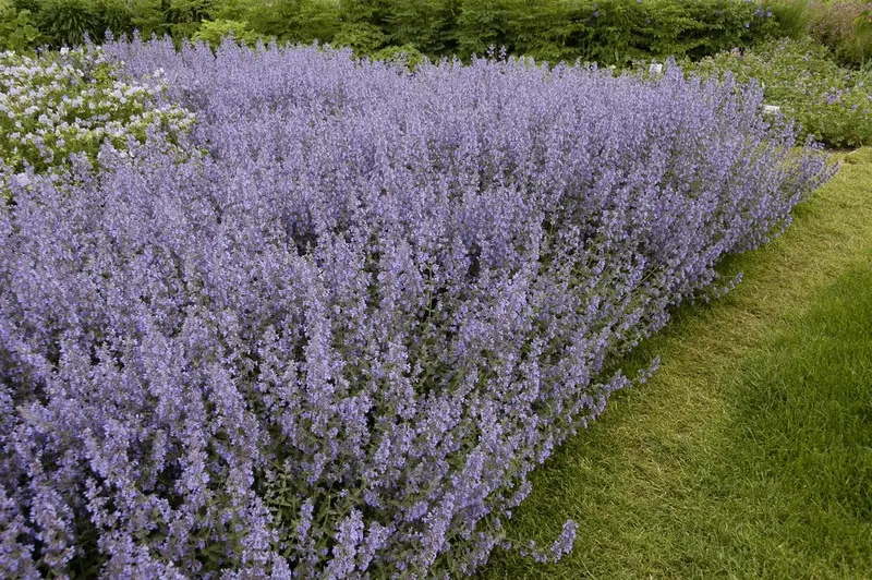 salvia nem. 'tänzerin' P9 - afbeelding 4