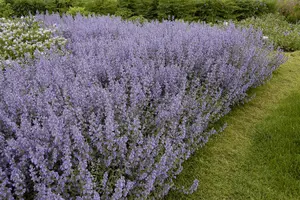 salvia nem. 'tänzerin' P9 - afbeelding 4