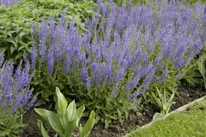 salvia nem. 'tänzerin' P9 - afbeelding 5