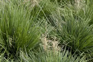 Tardiflora - afbeelding 2