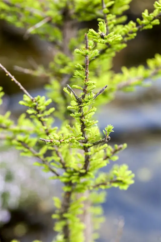 Taxodium distichum 16/18 HO C - afbeelding 4