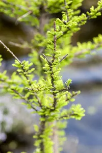 Taxodium distichum 16/18 HO C - afbeelding 4