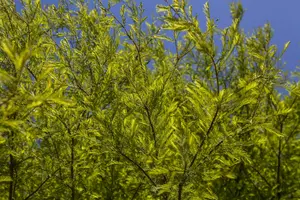 taxodium distichum (250-300 cm) - afbeelding 2