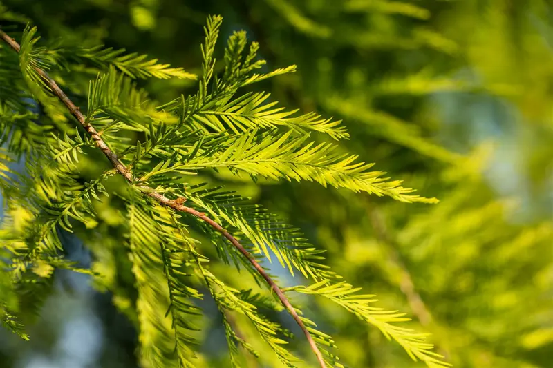 taxodium distichum (250-300 cm) - afbeelding 3