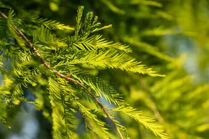 taxodium distichum (250-300 cm) - afbeelding 3