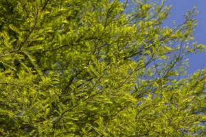 taxodium distichum (80-100 cm) - afbeelding 5