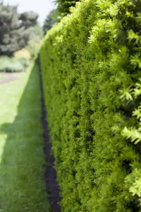 Taxus baccata 160-180   C45 - afbeelding 5
