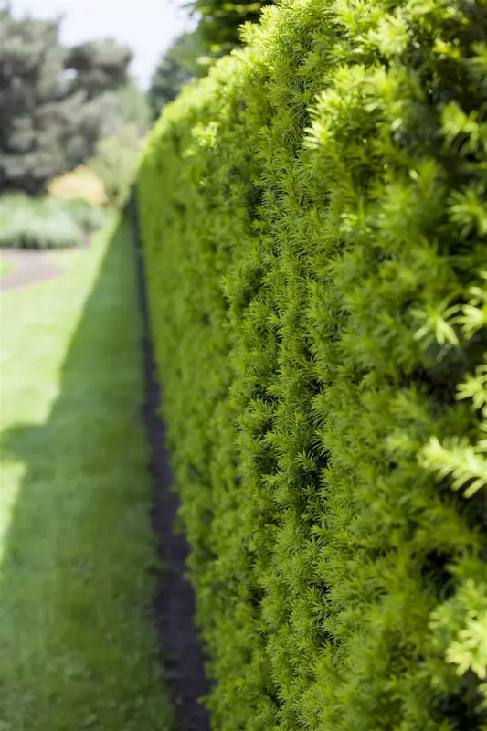 Taxus baccata 200-225   DKL PYR. - afbeelding 5