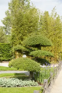 Taxus baccata 250-300   C150 - afbeelding 2