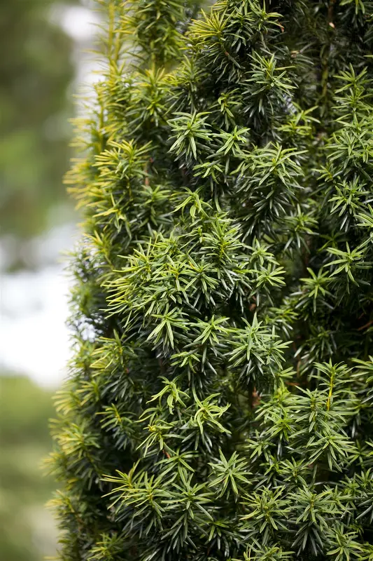 taxus baccata (40- 50 cm) - afbeelding 4