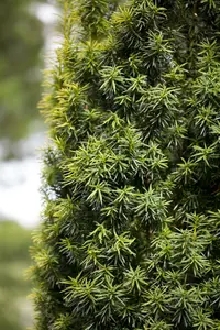 taxus baccata (40- 50 cm) - afbeelding 4
