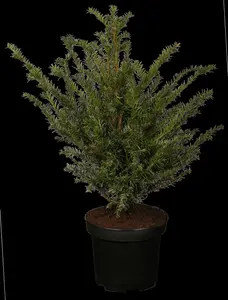 taxus baccata (40- 50 cm) - afbeelding 2