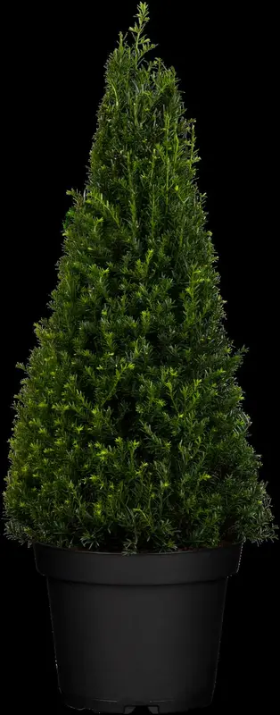 taxus baccata (40- 50 cm) - afbeelding 3