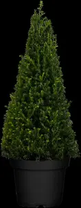 taxus baccata (40- 50 cm) - afbeelding 3
