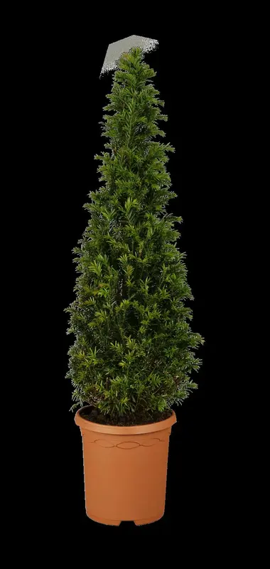 taxus baccata (40- 50 cm) - afbeelding 1