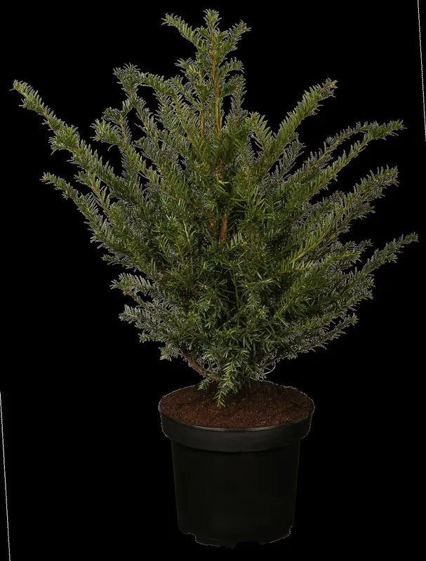taxus baccata (50- 60 cm) - afbeelding 2